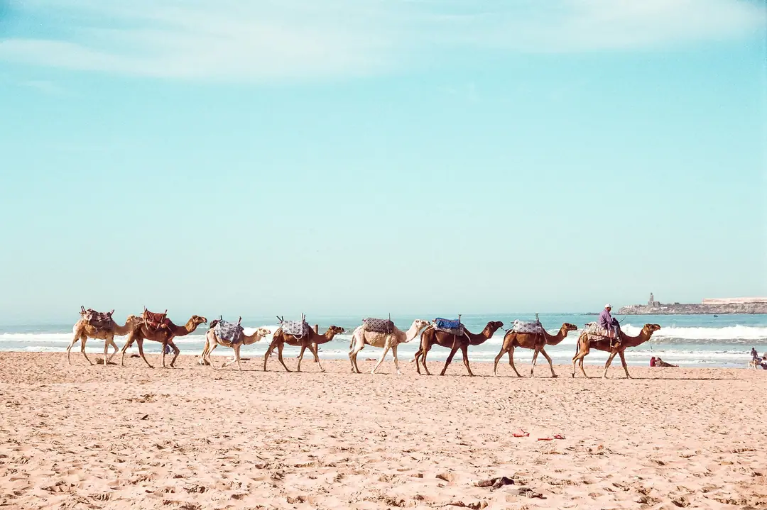 A line of saddled camels walking along the beach in Essaouira