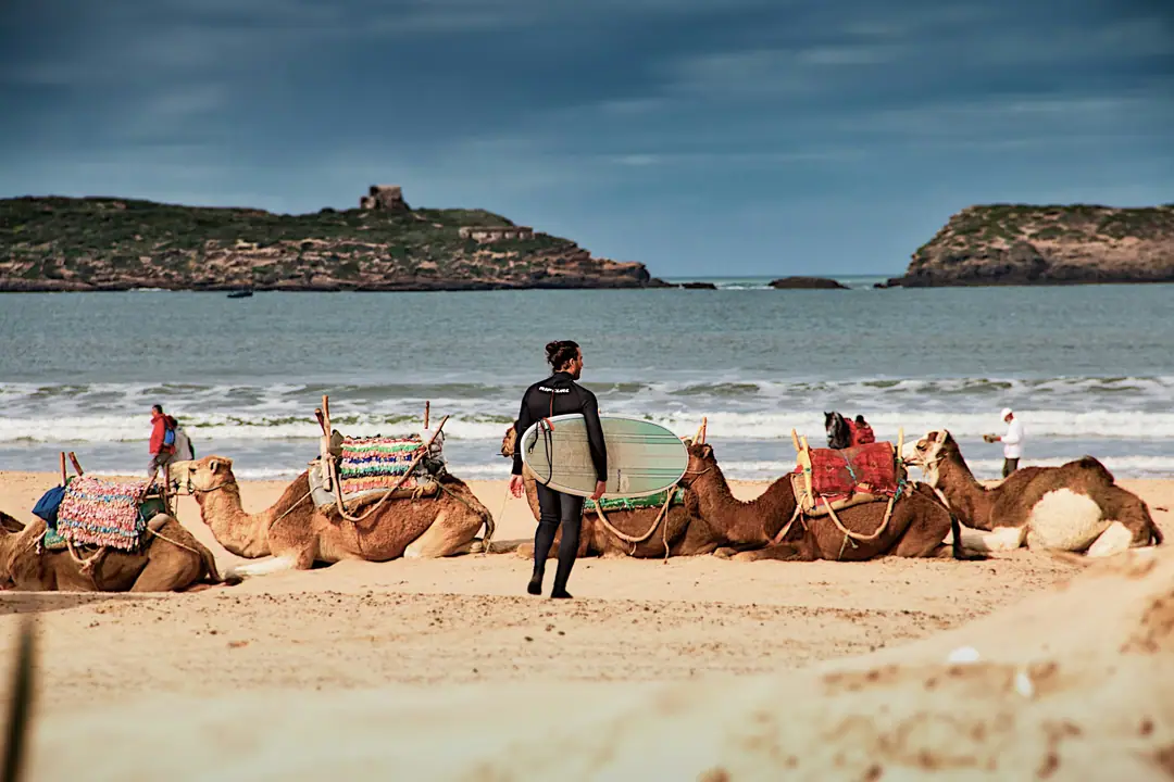 Camels resting on Essaouira beach as a surfer walks past with his board