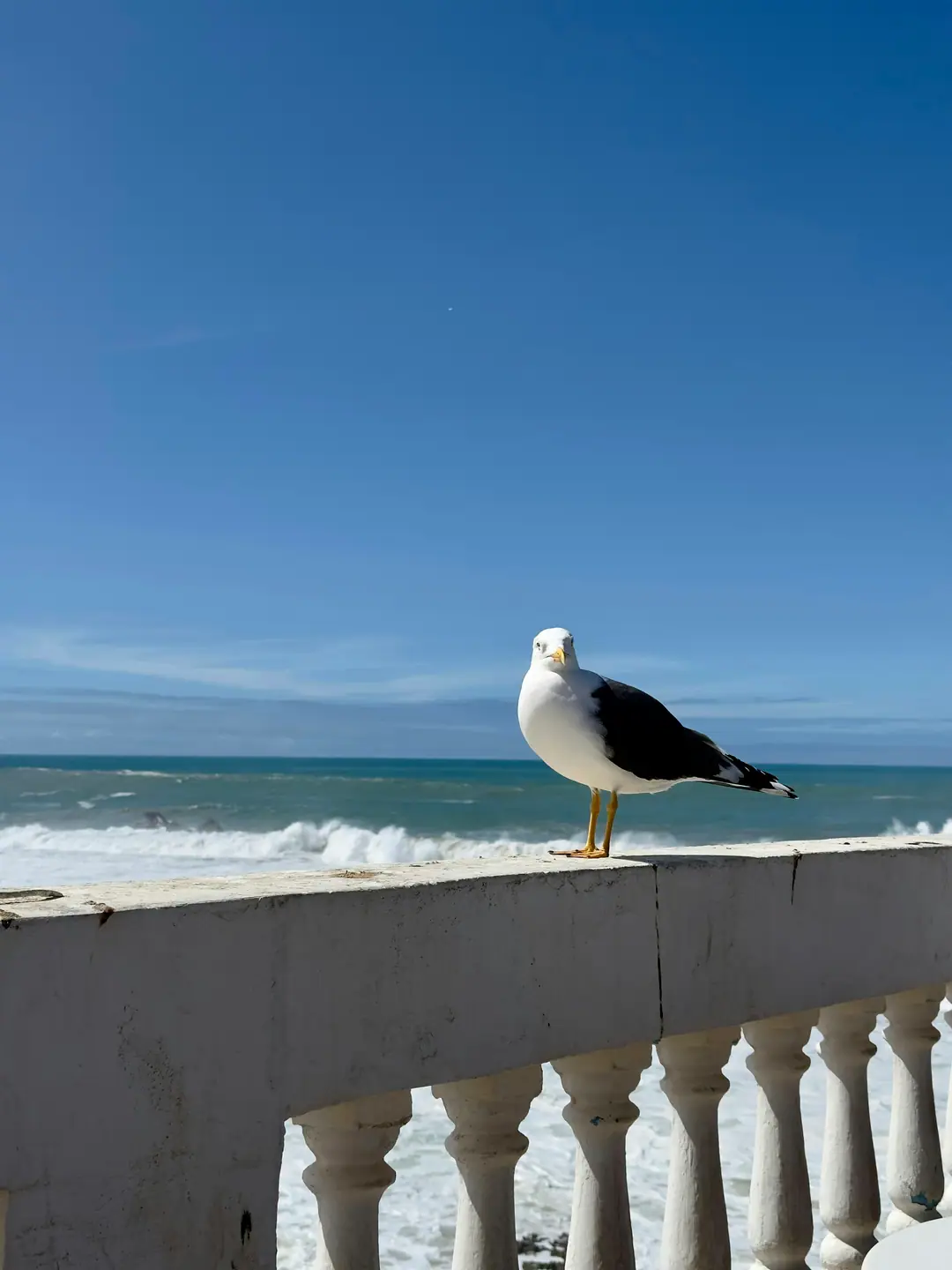 A seagull perched on a white sea wall in Essaouira, waves breaking behind