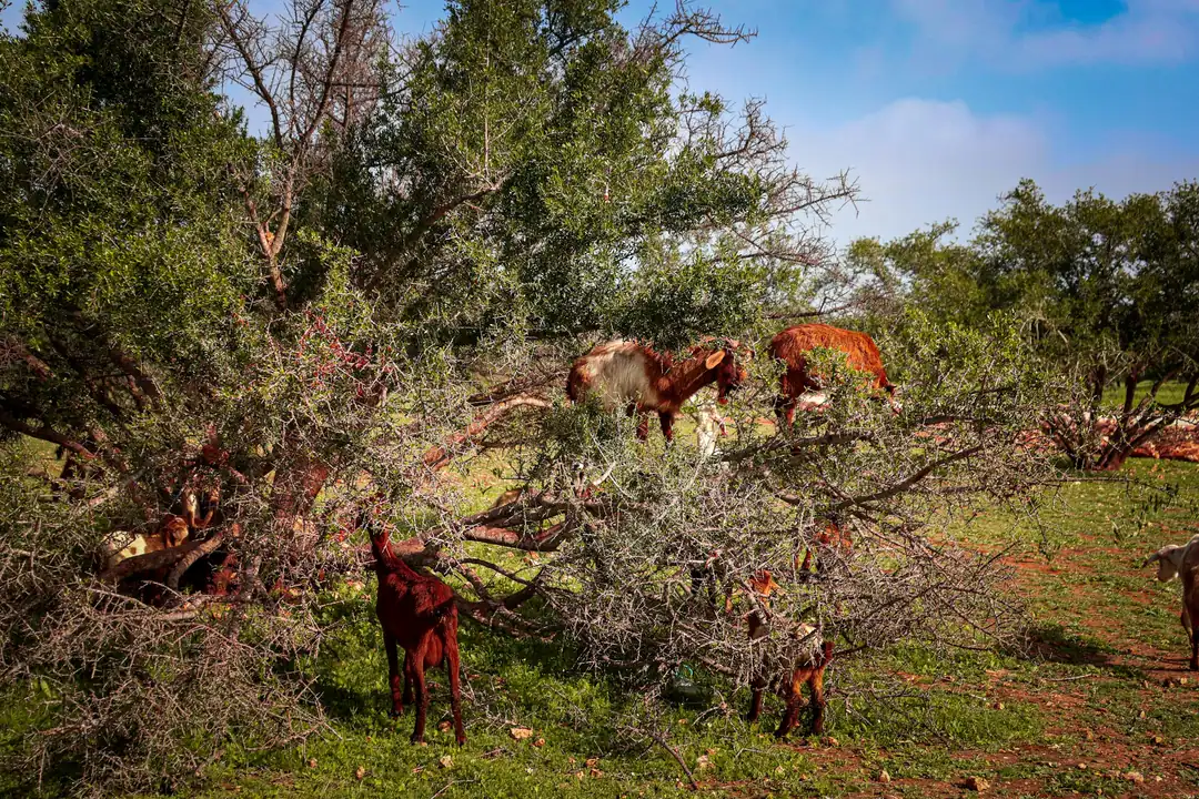 Goats climbing and feeding in the branches of an argan tree