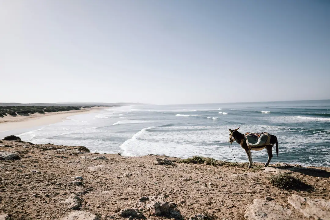 A saddled mule on a rocky shore above a long, wild ocean beach